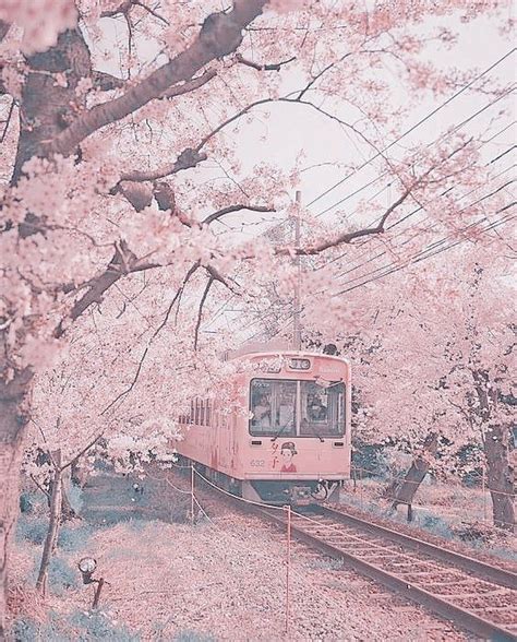 Aesthetic Cherry Blossom Anime Background ~ Cherry Blossom Aesthetic Phone Wallpapers | Bodaswasuas