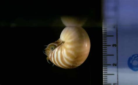 Cephalopod aquarists film tiny chambered nautilus hatchlings – The Kid ...