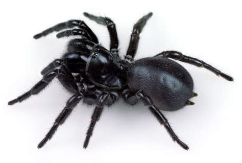 Funnel-web Spiders - Australian Museum