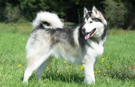 Alaskan Malamute Breed Stats and Facts | LoveToKnow