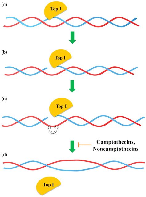 General mechanism of action of topoisomerase I (a) Top I binds to the ...