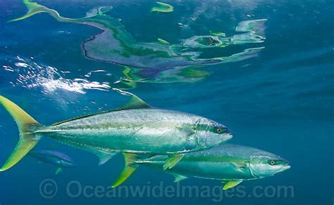 Yellowtail amberjack - Alchetron, The Free Social Encyclopedia