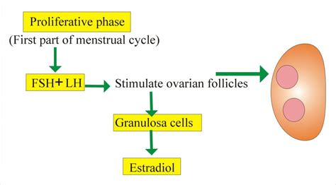 Follicle Stimulating Hormone (FSH) (Follicular Stimulating Hormone), Follitropin – Labpedia.net