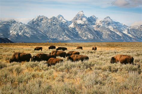 Herd of Bison in the Tetons - Scott MacInnis Photography - Johns Creek, GA