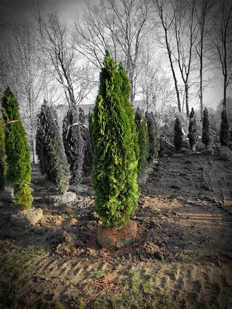 Emerald Green Arborvitae 7' B&B