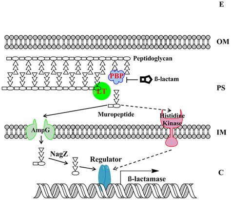 The model of beta-lactamase induction in Gram-negative bacteria. The ...