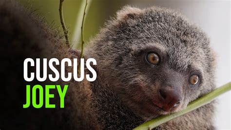 A Baby Bear Cuscus, One Of Earth's Most Endangered Animals, Is Born at ...