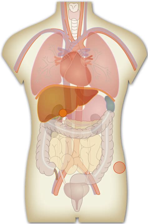 Interactive Human Anatomy Drawing of Body Organs for Kids