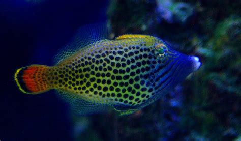 The Many Faces of Filefish