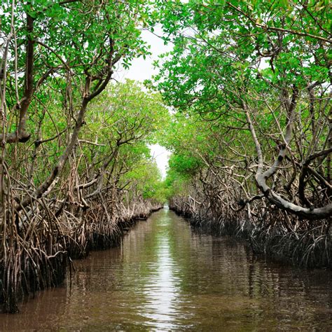 Mangrove Trees