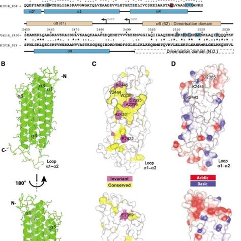 Vinculin constructs used in these studies. A, domain structure of... | Download Scientific Diagram