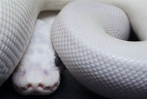 Blue Eyed Leucistic Ball Python: BEL Morph Care Sheet