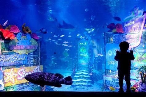 American dream aquarium opening date - seattlelena