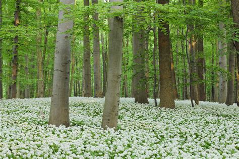 Germany, Thuringia, Hainich National Park, view of blossoming ramson ...