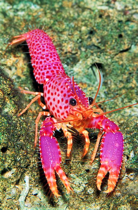 Purple reef lobster | Beautiful sea creatures, Marine animals, Underwater life