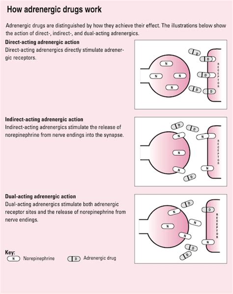 Adrenergic Drugs – How Do They Work? |Lippincott NursingCenter