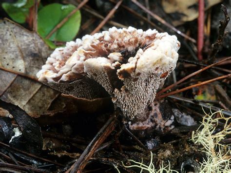 California Fungi: Hydnellum peckii