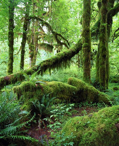 Temperate Rainforest Photograph by Andrew Brown/science Photo Library ...