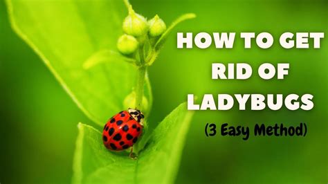 Managing Ladybug Infestations: How to Get Rid of Ladybugs Safely | The Guardians Choice - YouTube