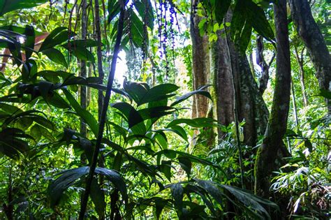 Congo Rainforest - Cool Earth
