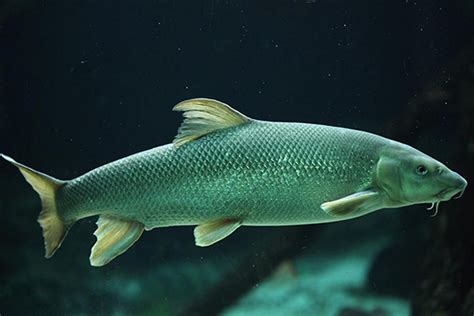 Barbel | Beautiful fish, Fish pet, Fish