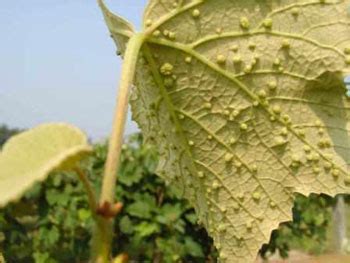 Grape Phylloxera (foliar or aerial) – Grapes