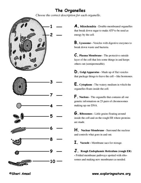 Cell Organelle Matching