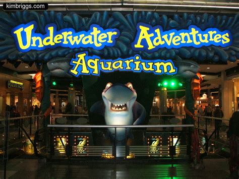 Mall of America Aquarium - Underwater Advanture - kimbriggs.com