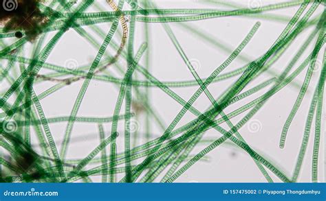 Oscillatoria Is A Genus Of Filamentous Cyanobacterium, Oscillation In Its Movement Under The ...