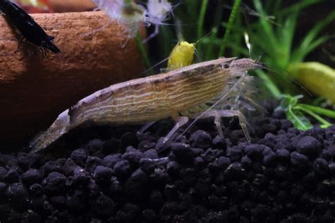 15 Best Amano Shrimp Tank Mates - FishLab - FishLab