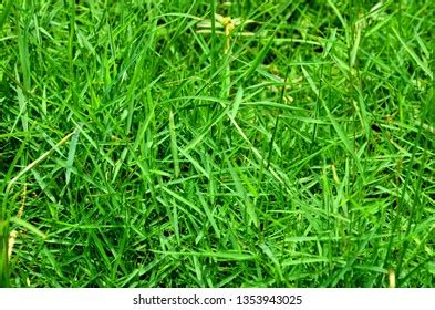 Couch-grass Images, Stock Photos & Vectors | Shutterstock