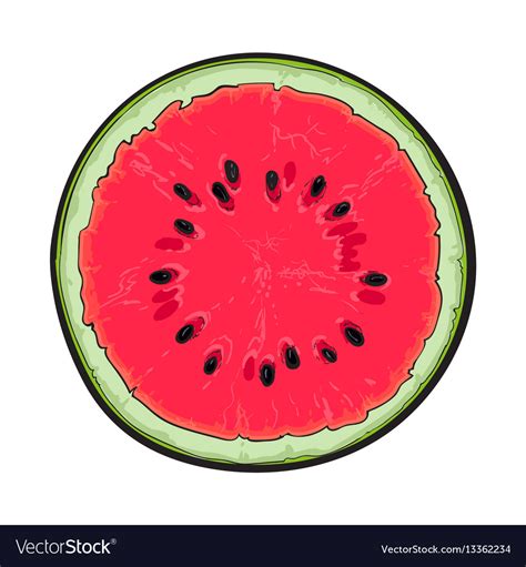 Half of ripe watermelon top view sketch style Vector Image