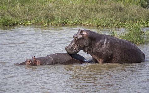 Hippos Mating In The Nile River Stock Image - Image: 69973527