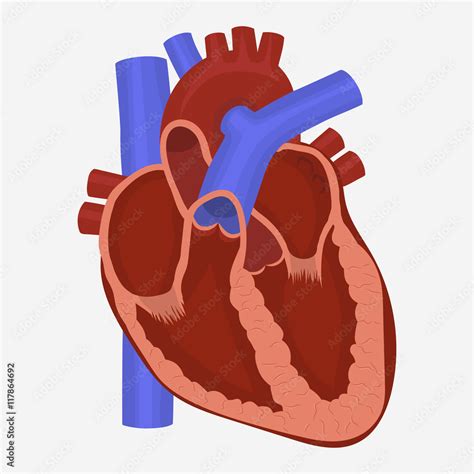 Heart anatomy vector Stock Vector | Adobe Stock