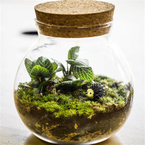 12 conseils pour faire un terrarium : le tuto DIY pas à pas