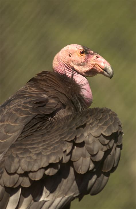 California condor | Oregon Zoo