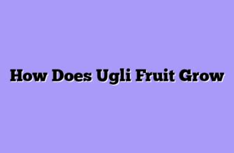 ᐉ Best Season For Ugli Fruit - A Complete Beginner's Guide