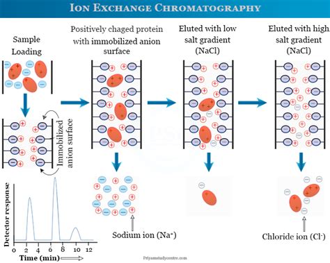 What Is Ion Exchange Chromatography - Design Talk