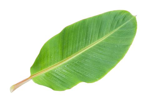 Musa basjoo Banana leaf - Banana leaf PNG picture png download - 1000* ...