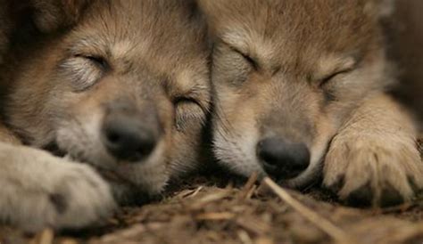 Help Give Mexican Wolf Pups Names with Our Ninth Annual Pup Naming ...