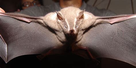 Uh-Oh. Vampire Bats Have Started Feeding On Humans For The First Time