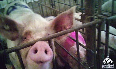 Undercover Investigation Exposes Shocking Neglect at Third Largest Pig Farm in U.S. - EcoWatch