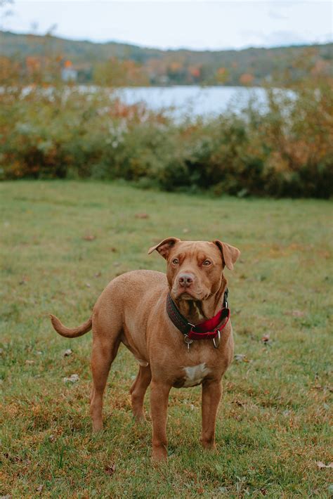 Red Nose Pitbull Guide: Understanding This Unique Breed