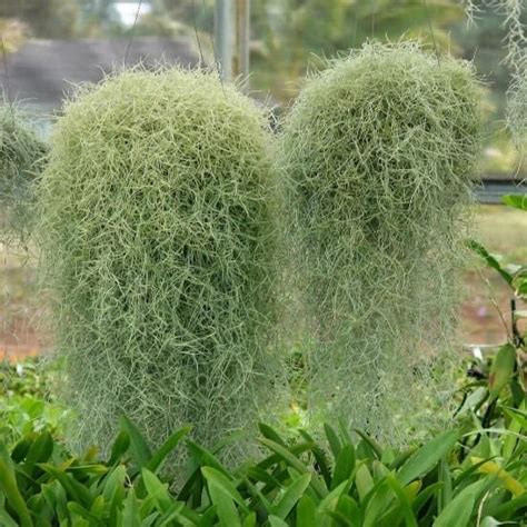 Also known as Grandfather’s Whiskers, Old Man’s Beard and Spanish Moss. This air plant grows in ...