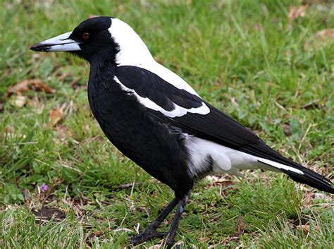 Australian magpie | New Zealand Birds Online