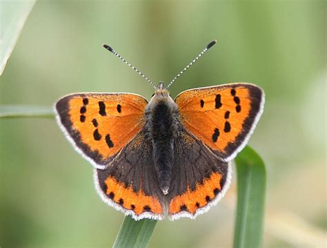 Murfs Wildlife : Small Copper Butterfly