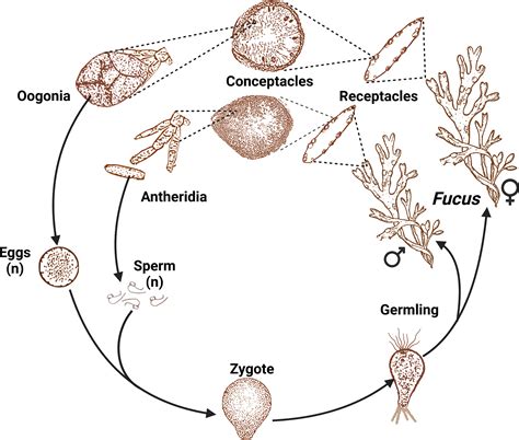 Frontiers | A review of reproduction in the seaweed genus Fucus (Ochrophyta, Fucales ...