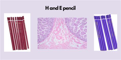 Hematoxylin and eosin pencil: The art of histology