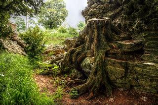 Croome Court - tree roots | Mike Finn | Flickr