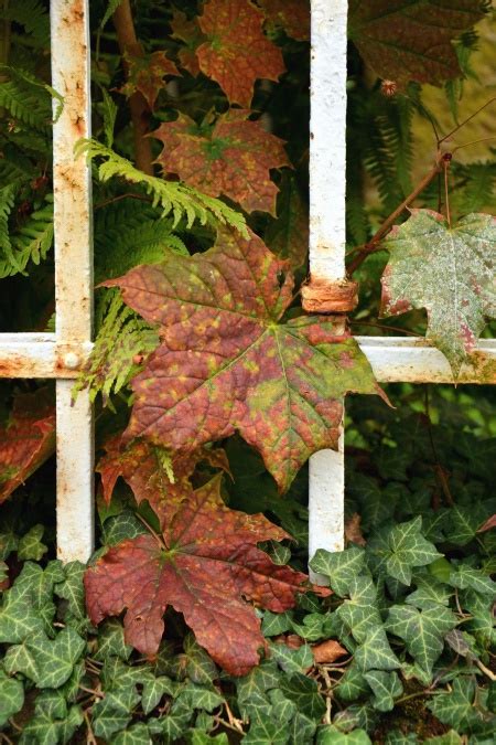 Free picture: leaf, ivy, fence, metal, plant